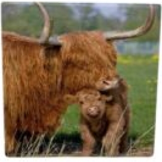 10x10 HIGHLAND COW COASTER