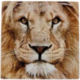 20x20 TRIVET LION