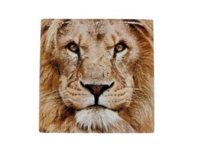10x10 COASTER LION