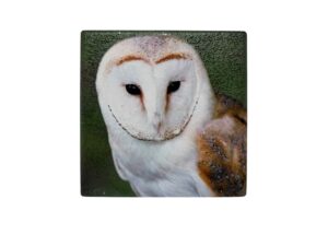 10x10 COASTER OWL