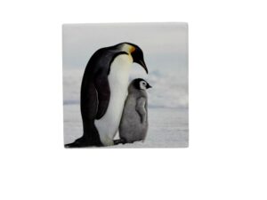 10x10 COASTER PENGUINS